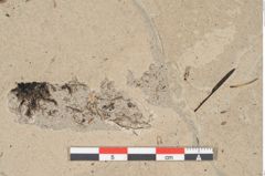 Foto (Detailansicht) von Ulmus scabra Miller (NHMW-GEO-2024-0188-15011)